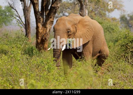 Grande elefante africano (Loxodonta africana) alimentazione dei tori, Parco Nazionale di Kruger, Sudafrica Foto Stock