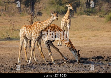 Giraffe (Giraffa camelopardalis) che beve in una buca d'acqua, Kruger National Park, Sudafrica Foto Stock