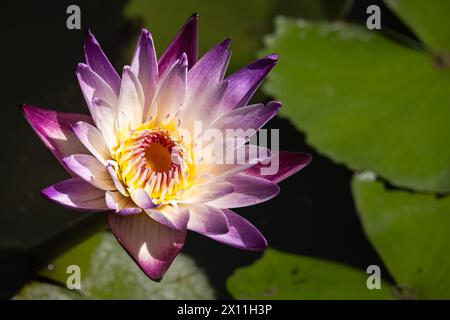 Nymphaea nouchali è una pianta acquatica a fiore che cresce da rizomi o tuberi radicati sott'acqua. Conosciuto anche come Blue Lotus, Star Lotus, Red A. Foto Stock