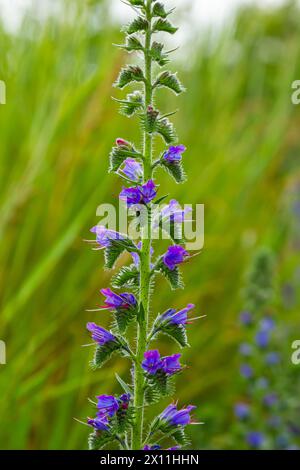 Il bugloss di Vipera o il vulgare di Echium blu che fiorisce in prato su sfondo verde naturale blu. Macro. Messa a fuoco selettiva. Vista frontale. Foto Stock