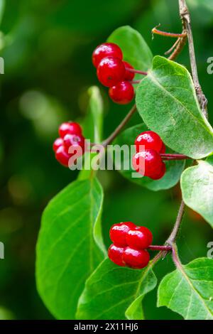 Festive Holiday Honeysuckle Branch con Red Berries Lonicera xylosteum. Foto Stock