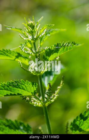 Ortiche urtiche in giardino. Foglie verdi con bordi seghettati. Foto Stock