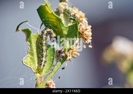 Buchsbaumzünsler Cydalima perspectalis . Raupe des Buchsbaumzünsler Cydalima perspectalis an einem befallenen Buchsbaum Buxus sempervirens . 20240413MIC0458 *** falena dell'albero a scatola Cydalima perspectalis Caterpillar della falena dell'albero a scatola Cydalima perspectalis su un albero a scatola infestato Buxus sempervirens 20240413MIC0458 Foto Stock