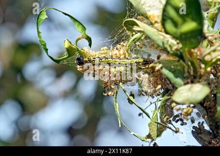 Buchsbaumzünsler Cydalima perspectalis . Raupe des Buchsbaumzünsler Cydalima perspectalis an einem befallenen Buchsbaum Buxus sempervirens . 20240413MIC0269 *** falena dell'albero a scatola Cydalima perspectalis Caterpillar della falena dell'albero a scatola Cydalima perspectalis su un albero a scatola infestato Buxus sempervirens 20240413MIC0269 Foto Stock