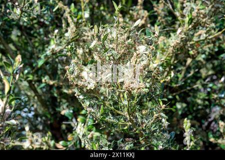 Buchsbaumzünsler Cydalima perspectalis . Raupe des Buchsbaumzünsler Cydalima perspectalis an einem befallenen Buchsbaum Buxus sempervirens . 20240413MIC0133 *** falena dell'albero a scatola Cydalima perspectalis Caterpillar della falena dell'albero a scatola Cydalima perspectalis su un albero a scatola infestato Buxus sempervirens 20240413MIC0133 Foto Stock