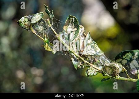 Buchsbaumzünsler Cydalima perspectalis . Raupe des Buchsbaumzünsler Cydalima perspectalis an einem befallenen Buchsbaum Buxus sempervirens . 20240413MIC0186 *** falena di alberi a scatola Cydalima perspectalis Caterpillar della falena di alberi a scatola Cydalima perspectalis su un albero a scatola infestato Buxus sempervirens 20240413MIC0186 Foto Stock