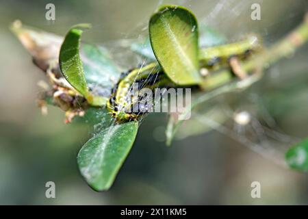 Buchsbaumzünsler Cydalima perspectalis . Raupe des Buchsbaumzünsler Cydalima perspectalis an einem befallenen Buchsbaum Buxus sempervirens . 20240413MIC0160 *** falena di alberi a scatola Cydalima perspectalis Caterpillar della falena di alberi a scatola Cydalima perspectalis su un albero a scatola infestato Buxus sempervirens 20240413MIC0160 Foto Stock