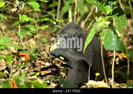 Un macaco crestato (Macaca nigra) mangia frutta, mentre si trova a terra nella foresta di Tangkoko, Sulawesi settentrionale, Indonesia. "Il cambiamento climatico è uno dei principali fattori che influenzano la biodiversità a livello mondiale a un ritmo allarmante", secondo un team di scienziati guidati da Antonio Acini Vasquez-Aguilar nel loro documento di ricerca pubblicato per la prima volta nel marzo 2024 su Environ Monit Evaluate. Potrebbe spostare la distribuzione geografica delle specie, comprese le specie che dipendono molto dalla copertura forestale, hanno scritto. In altre parole, i cambiamenti climatici possono ridurre l'idoneità all'habitat delle specie di primati, che potrebbero forzare... Foto Stock