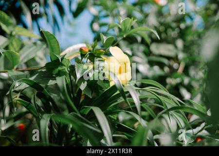 Allamanda cathartica, nota anche come tromba dorata, tromba comune, o allamanda gialla, è un arbusto tropicale sempreverde originario del Brasile con l Foto Stock