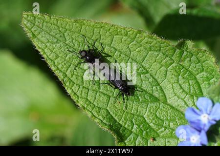Femmina, maschio mosca di San Marco (Bibio marci), famiglia Bibionidae su una foglia di alcanetto verde (Pentaglottis sempervirens). Accoppiamento. Primavera aprile, giardino olandese Foto Stock