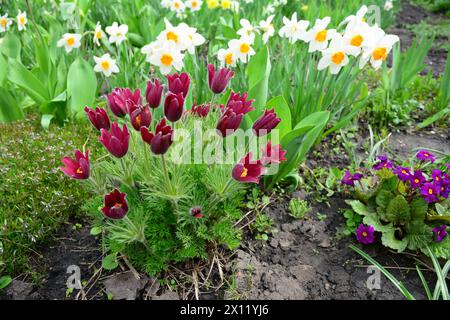 Un primo piano su un bellissimo letto di fiori primaverili con Pulsatilla vulgaris, pasqueflower, Primula veris, narcisi e phlox strisciante. Foto Stock