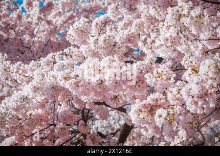 Densi grappoli di fiori di ciliegio rosa pallido e bianchi riempiono l'intero fotogramma con solo rami sottili visibili tra di essi a Washington, DC. Foto Stock