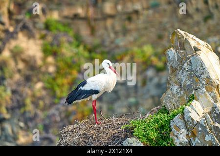 Cicogna bianca, ciconia ciconia, nidificata in una colonia di cicogne sulle scogliere rocciose di Cabo Raso, sulla costa atlantica occidentale del Portogallo, in Europa Foto Stock