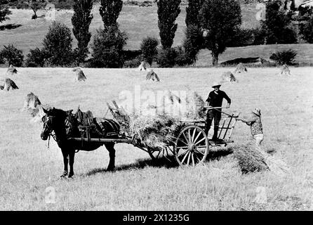 Fieno che fa scena o che raccoglie fieno con carretto di fieno in legno, carro, waggon o Haywain, forchette e cavallo Germania. Immagine vintage in bianco e nero o monocromatica c1960 Foto Stock