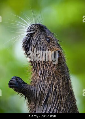 Myocastor coypus aka nutria o ratto paludoso. Primo piano verticale della testa. Roditore invasivo nel fiume Moldava a Praga. repubblica Ceca. Foto Stock