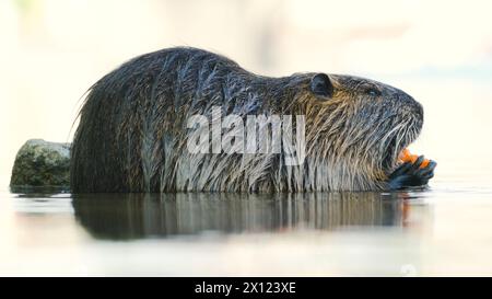 Il Myocastor coypus, noto anche come nutria o ratto paludoso, sta mangiando carote in acqua. Roditore invasivo nel fiume Moldava a Praga. repubblica Ceca. Foto Stock