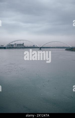 Stormo di gabbiani nel fiume Danubio a Novi Sad nelle fredde giornate invernali, vista ad alto angolo Foto Stock