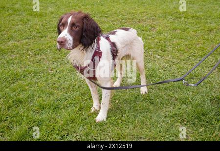 A volte è meglio tenere un giovane cane occupato in pista come mostra questo springer di un anno Foto Stock