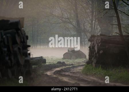 Abbattimento degli alberi nei parchi e nelle foreste, Foto Stock