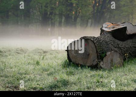 Abbattimento degli alberi nei parchi e nelle foreste, Foto Stock