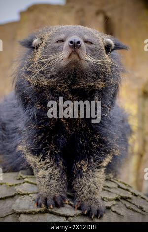 Il binturong (Arctictis binturong) noto anche come bearcat. Foto Stock