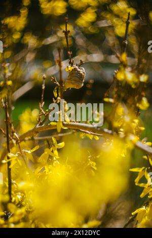 Cespugli di Forsythia nativi a Bloom Foto Stock