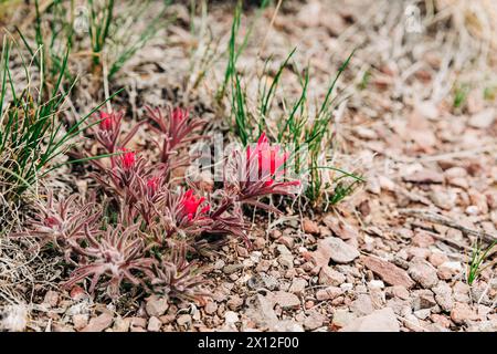 Vibrante pennello indiano fiori selvatici sul terreno Foto Stock