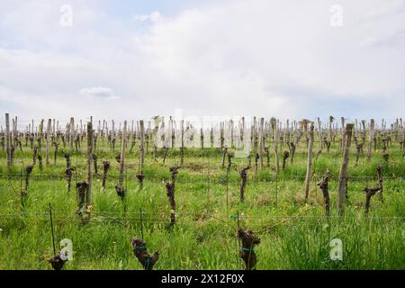 Reebstöcke auf einem Weingut Foto Stock