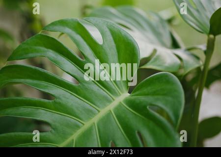 Una grande pianta calmante alla luce del giorno Foto Stock