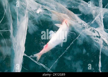 Struttura del ghiaccio originale splendido motivo blu Foto Stock