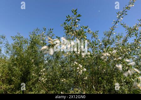 volando nel cielo lanugine bianca da salice in primavera, salice fiorito con un sacco di lanugine bianca con semi Foto Stock