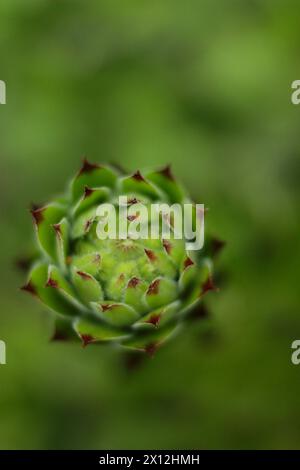 Scatto macro che rivela l'intricata simmetria di un semperviv verde Foto Stock