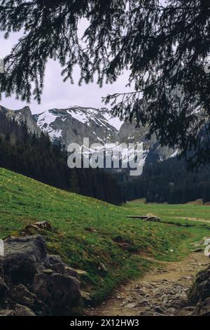 Monti Tatra, Polonia fiori colorati nella valle di Gasienicowa Foto Stock