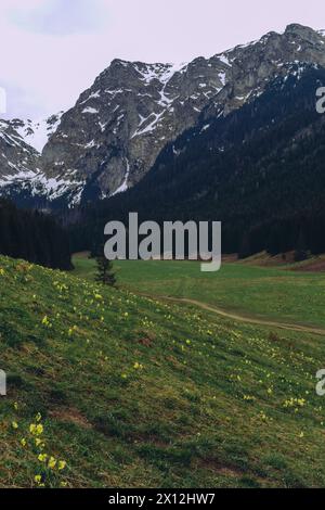 Monti Tatra, Polonia fiori colorati nella valle di Gasienicowa Foto Stock