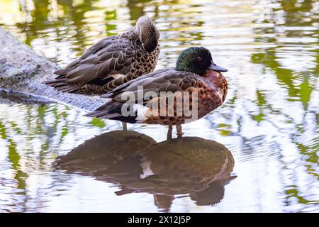 Paia Australian Chestnut Teal che si prepara sul bordo dell'acqua Foto Stock