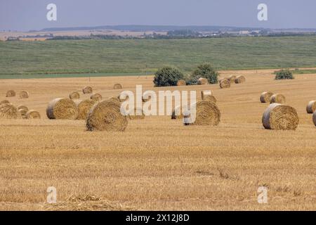 pile di paglia di frumento sul campo dopo il raccolto, imballate per l'uso e il magazzinaggio di paglia di frumento in estate Foto Stock