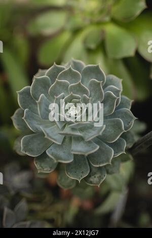 Succulenta (Echeveria lilacina) con una singola goccia d'acqua al centro Foto Stock