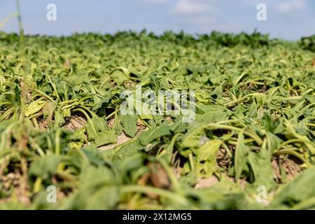 un campo con barbabietole appassite durante il caldo e la siccità, un campo in cui il raccolto di barbabietole si asciuga dal caldo e dalla mancanza di piogge in estate Foto Stock