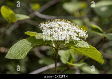 Wolliger Schneeball (Viburnum lantana) - Blütenstand Foto Stock