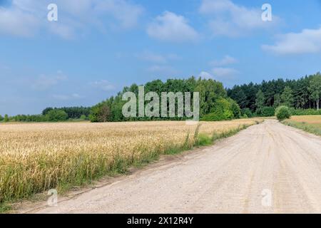 una strada di campagna per veicoli sul campo, una strada ampia e sabbiosa che conduce direttamente nella foresta attraverso il campo Foto Stock