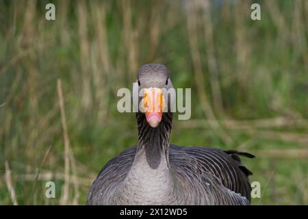Primo piano di un'oca Greylag, direttamente all'oca Foto Stock