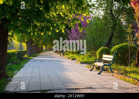 vicolo con castagni alla luce del mattino. panca sul lato di un sentiero asfaltato. splendido paesaggio urbano della città di uzhhorod in primavera Foto Stock