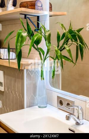 Bambù o Dracaena sanderiana che cresce nell'acqua come arredamento interno per il bagno Foto Stock