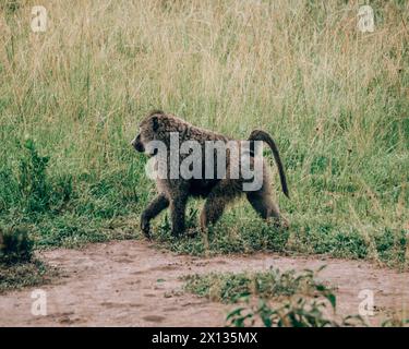 Babbuini d'ulivo nel Parco Nazionale del Mburo Foto Stock