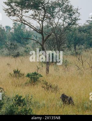 Babbuini d'ulivo nel Parco Nazionale del Mburo Foto Stock