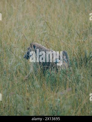 Babbuini d'ulivo nel Parco Nazionale del Mburo Foto Stock