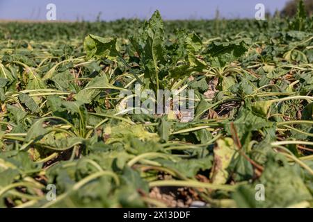 un campo con barbabietole appassite durante il caldo e la siccità, un campo in cui il raccolto di barbabietole si asciuga dal caldo e dalla mancanza di piogge in estate Foto Stock