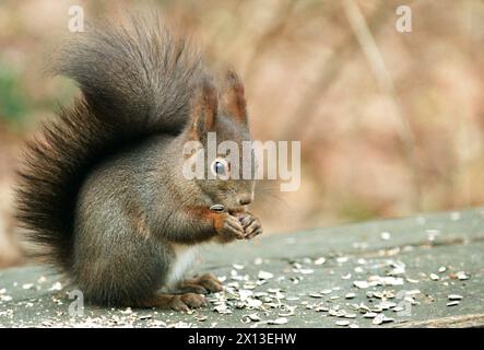 Uno scoiattolo, catturato nello zoo di Schoenbrunn a Vienna il 30 novembre 1994. - 19941130 PD0018 - Rechteinfo: Diritti gestiti (RM) Foto Stock