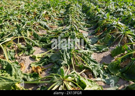 un campo con barbabietole appassite durante il caldo e la siccità, un campo in cui il raccolto di barbabietole si asciuga dal caldo e dalla mancanza di piogge in estate Foto Stock