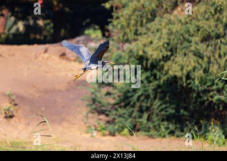 Adulti: Heron viola, Ardea Purpurea, in volo, fiume Nilo, Egitto Foto Stock